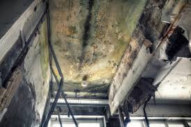 Why You Should Choose Our Mold Remediation Services in North Hornell, NY